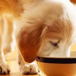 Golden_retriever_puppy_food