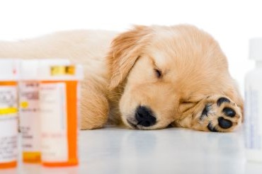 Tramadol for dogs : Dosage & Toxicity risk - 2017 STUDY